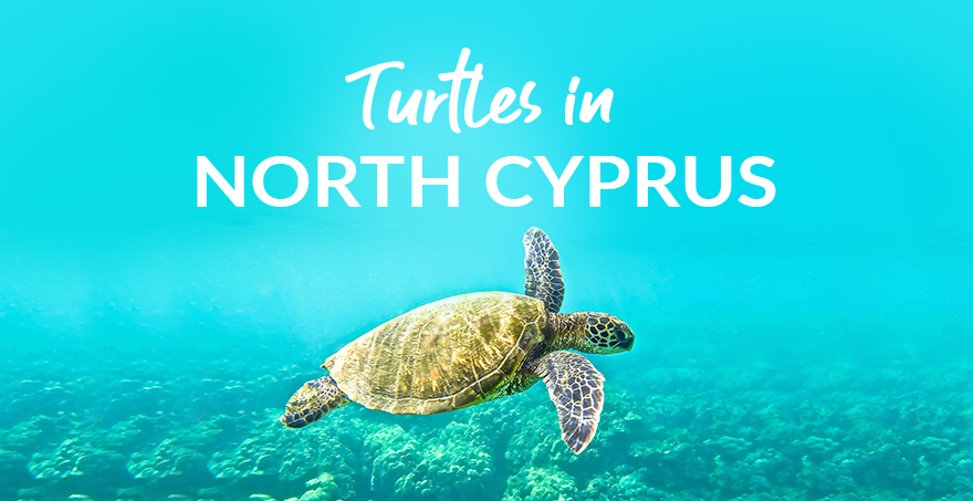 North Cyprus Turtles How To See Loggerhead Green Turtles