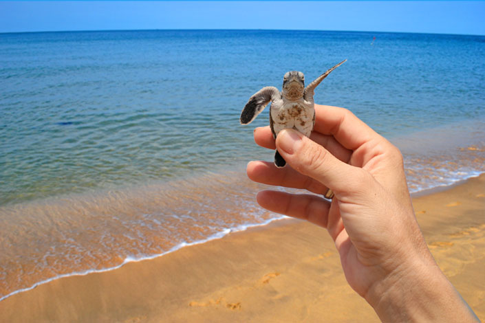 Turtles, Alagadi Beach, North Cyprus
