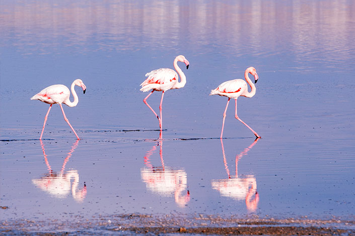 Flamingos, North Cyprus