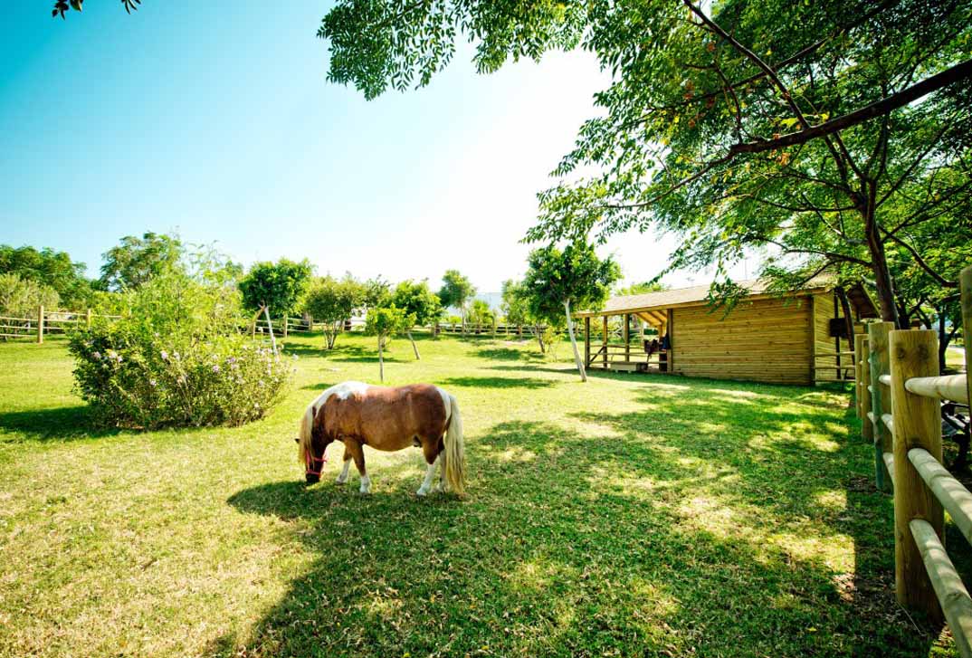 Pony Rides for the Kids! 